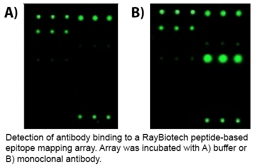 epitope-mapping-array-1 epitope-mapping-array-1