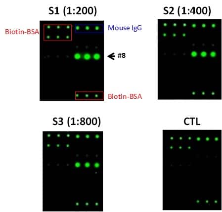 epitope-mapping-results_1 epitope-mapping-results_1