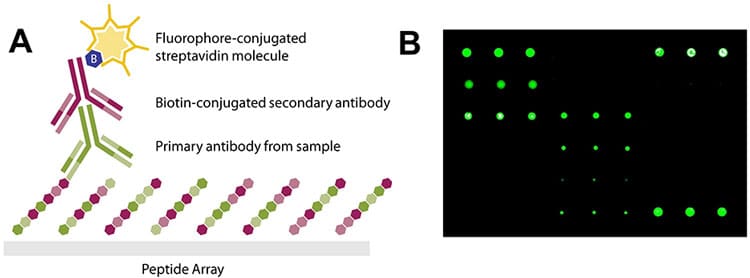 peptide-epitope-mapping