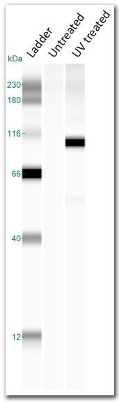 virtual-blot virtual-blot