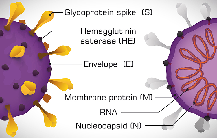SARS-CoV-2_Proteins