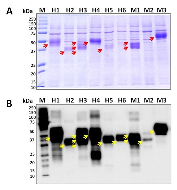 custom-protein1 custom-protein1