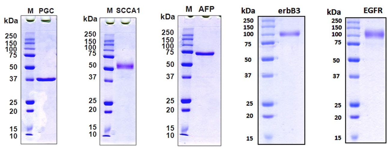 custom-protein2 custom-protein2