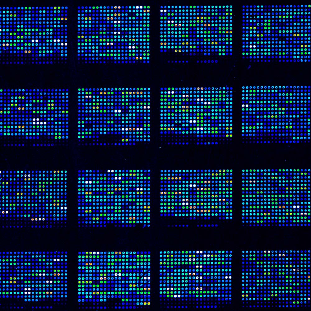 microarray (1) microarray (1)