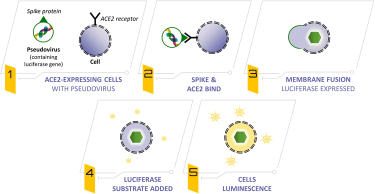 pseudovirus-service pseudovirus-service