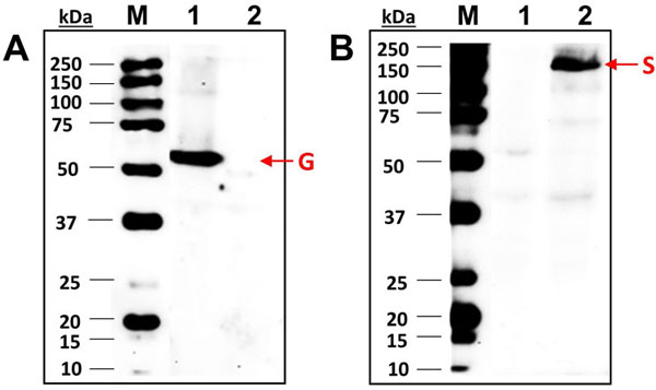pseudovirus-western-blot pseudovirus-western-blot