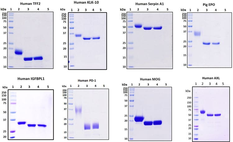 Deglycosylation recombinant proteins analysis