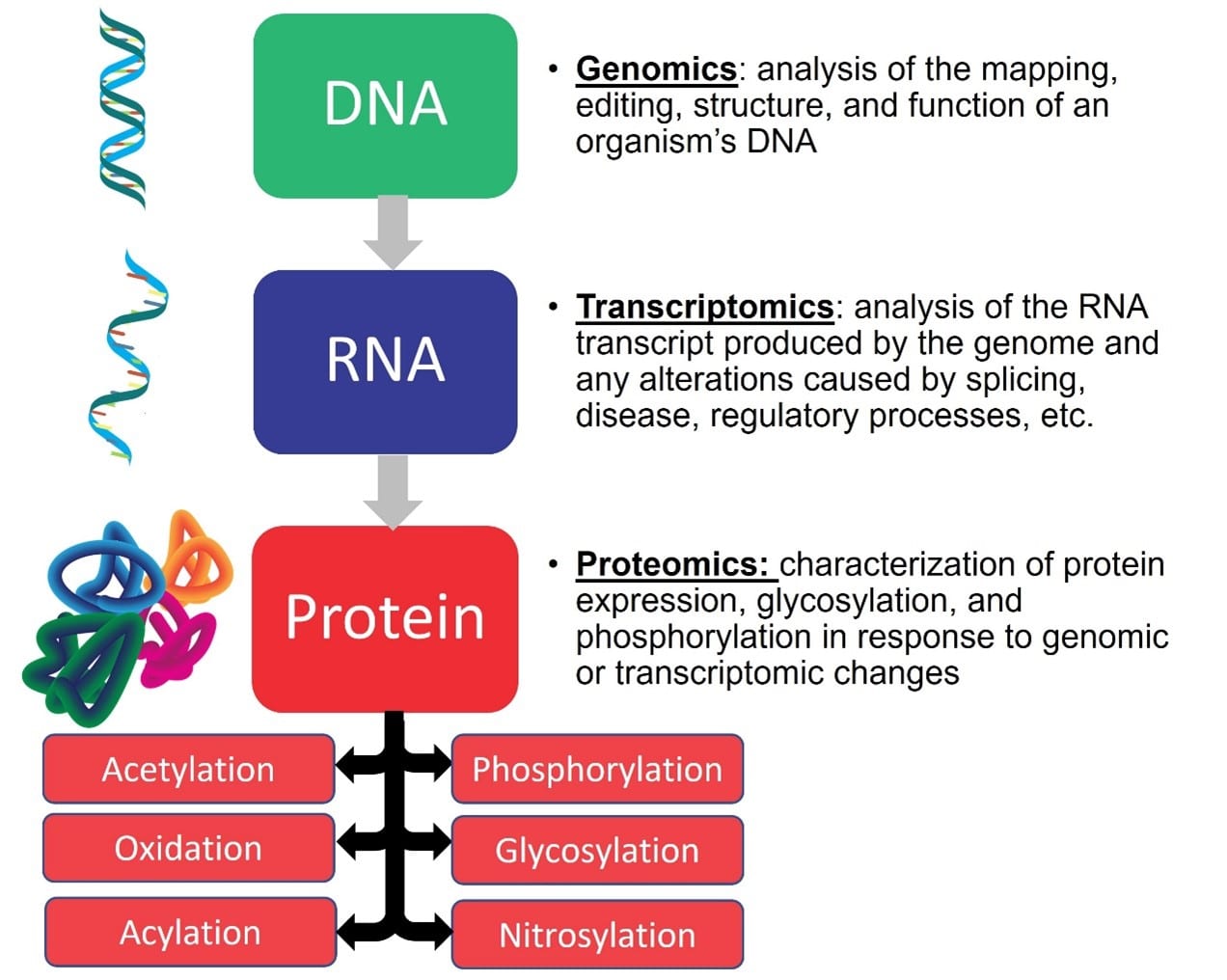 RayBiotech-Multiomics-Services-Outline RayBiotech-Multiomics-Services-Outline