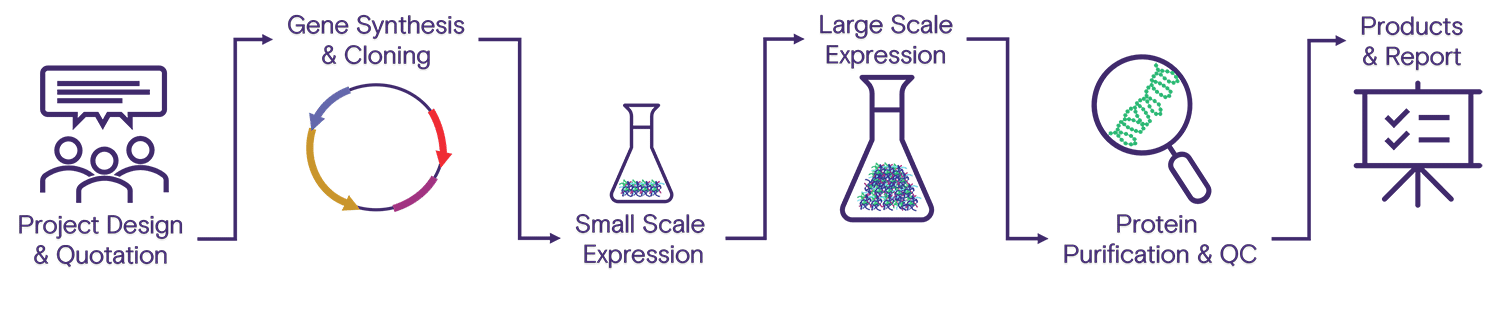 Protein-Purification-Service-Workflow Workflow steps for producing a custom protein with purification.