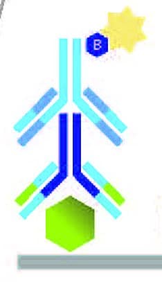 RAY_0069_Protein_Arrays_How_it_works_infographic_L5_-_cropped RAY_0069_Protein_Arrays_How_it_works_infographic_L5_-_cropped