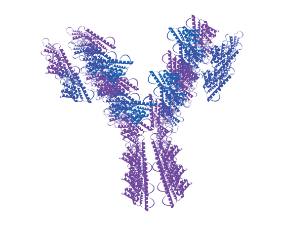 Immunophenotyping