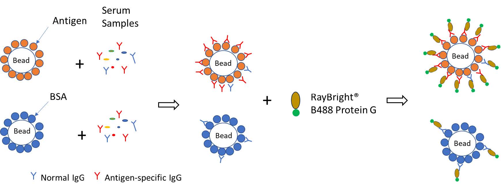 Custom-Cytometric-Protein-Array A schematic showing how RayPlex® enables multiplex antibody detection with flow cytometry.