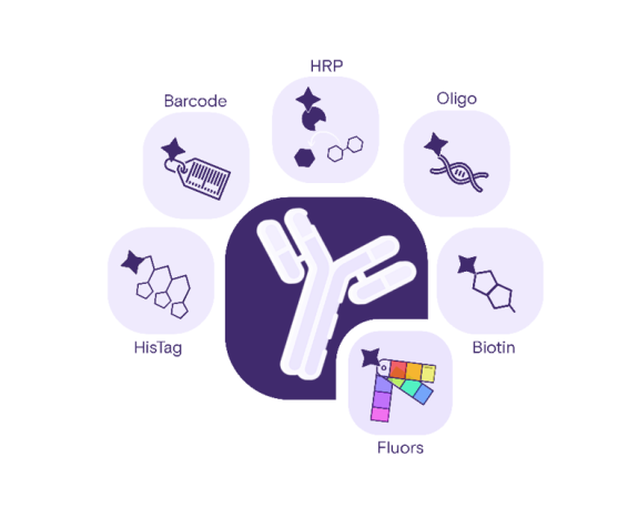 Antibody Conjugation Services