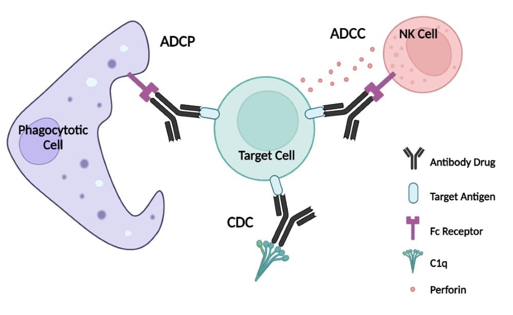 MOA MOA of antibody-mediated effector functions