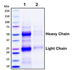 Transient co-transfection of CHO cells with antibody heavy chain and light chain expression vectors Figure 1