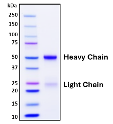 Co-purified recombinant antibody heavy chain and light chain Figure 2