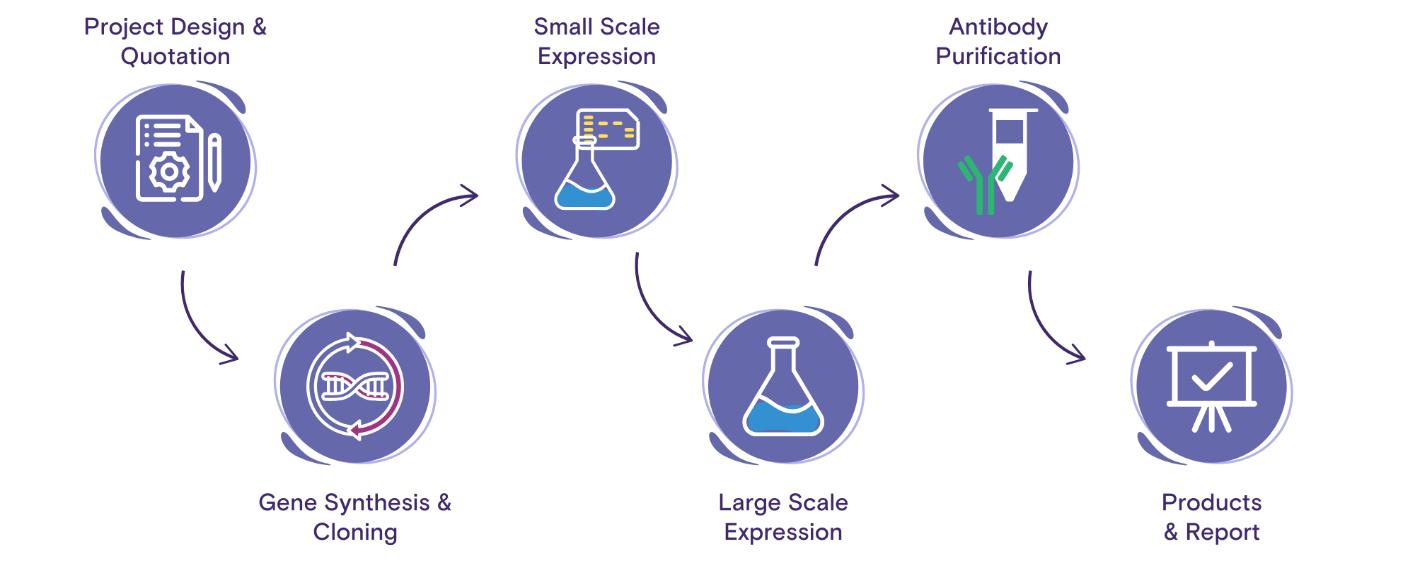 Antibody Production Service Workflow Workflow steps for Recombinant Antibody Production Service